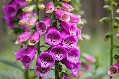 Foxglove Plant: A Powerful Heart Tonic but can be Toxic