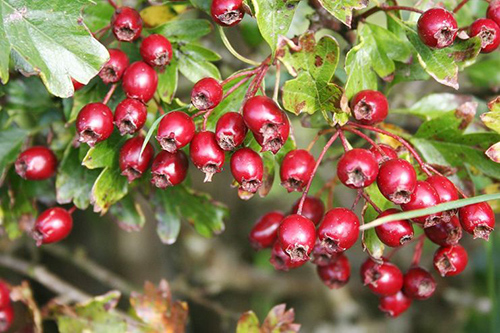 Hawthorn Berry Benefits: Strengthens the Heart and Calms Nerves
