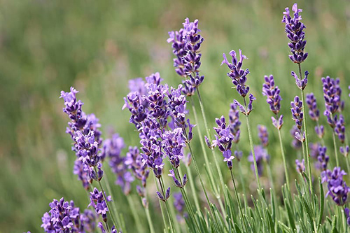 Lavender Benefits: Amazing Fragrance, Invigorating and Medicinal