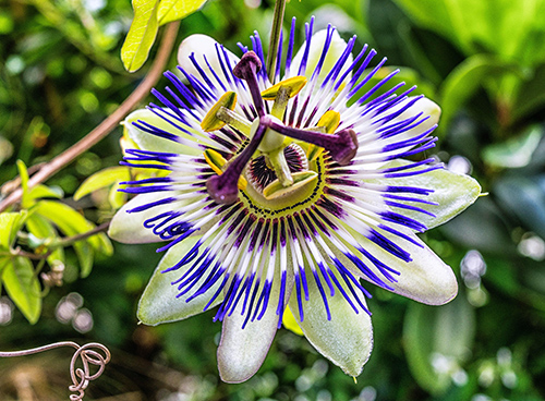 4 Fantastic Passion Flower Benefits: Amazing Anti-Stress Plant