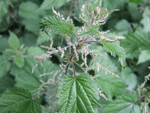 Stinging Nettle: An Amazing Plant That Defends Itself and Us