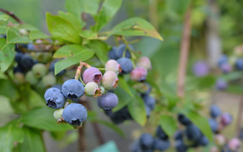 Experience The Top 6 Amazing Bilberry Health Benefits