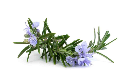 Discover the Top 5 Amazing Benefits of Rosemary