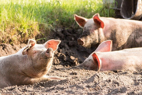 3 Main Pork Parasites, Their Harmful Effects, and How to Identify Them