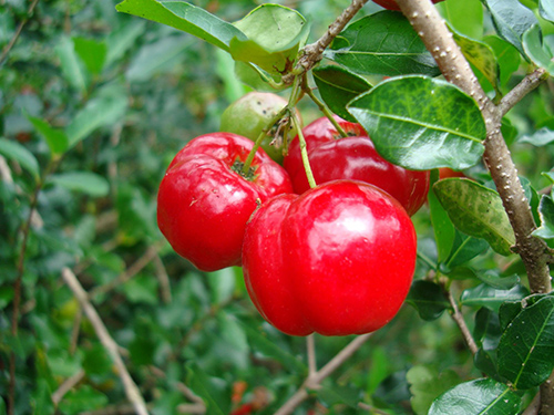 Acerola cherries on the tree looking simply delectable