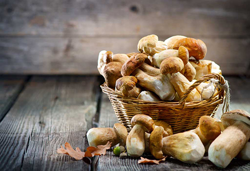 mushrooms overflowing out of a basket