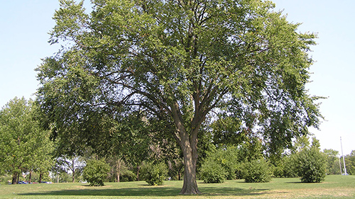 American Elm Tree Health Benefits: 6 Scientific Facts Everyone Should Know