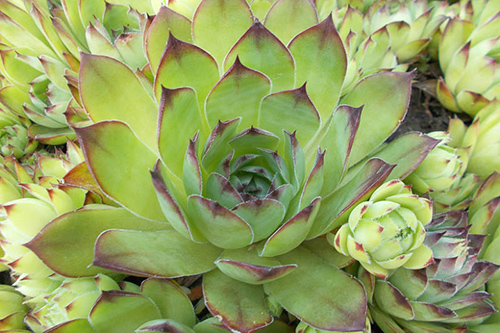 Houseleek: 9 out of 10 Herbalists Recommend  It for Topical Skin Treatments