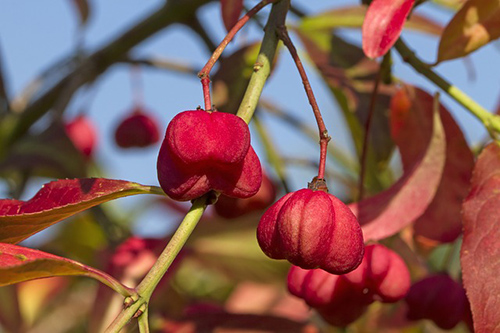 The Spindle Tree: Liver Support for Skin Remedies