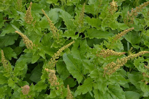 The Amazing Allgood Plant Health Benefits