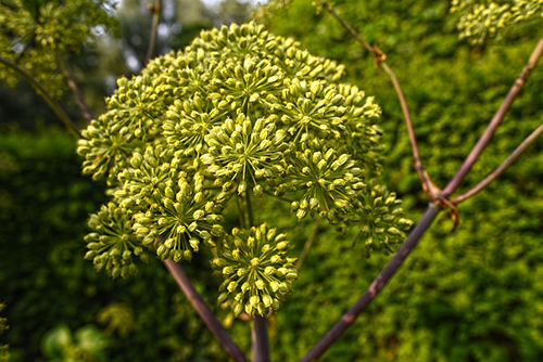 Angelica Plant: Harnessing Nature’s Bounty
