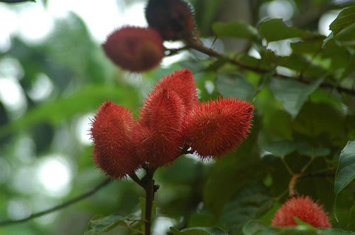 Annatto Tree Health Benefits: Discover 6 Amazing Scientific Facts You Should Know