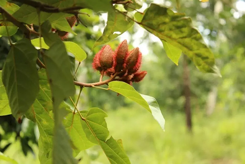 annatto tree for tasty recipes