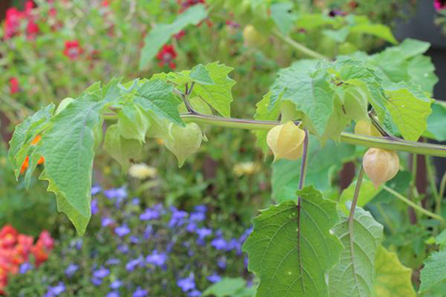 Ground Cherry Plant: Research Suggests Reduced Joint Pain and Swelling: Top 3 Ways To Utilize This Plant