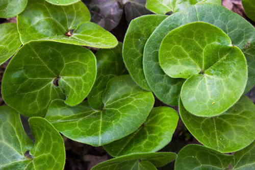 Asarum Plant: Ancient Remedy with Modern Potential?