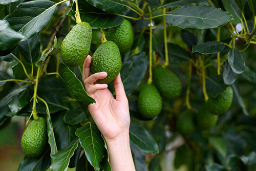 Avocado Tree Benefits: Top 6 Scientific Facts You Should Know