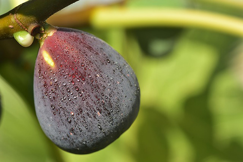 The Fig Tree: Your Source for 10 Incredible Wellness Benefits