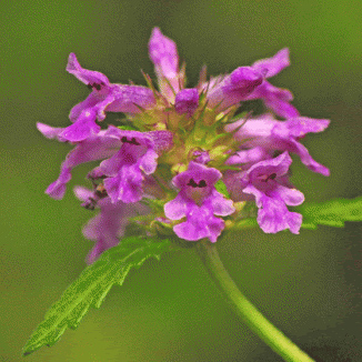 Betony plant and its many benefits