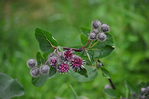 Could The Burdock Plant Lower Blood Sugar? Studies Show Promise with 2 Grams Daily