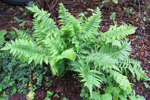 Calaguala Plant: Relief for 80 Million Psoriasis Sufferers? Studies Show Promise