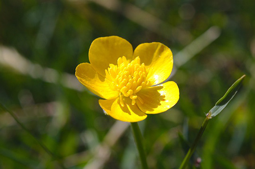 Celandine Plant: Potential Health Benefits