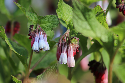 3 Essential Comfrey Root Health Benefits