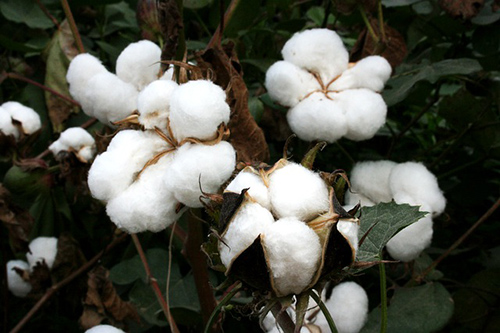 Cotton Plant: 8 Potential Health Benefits