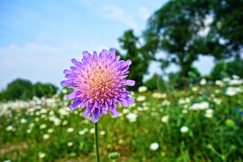 Field Scabious Unveiled: Dive into Its Health Benefits