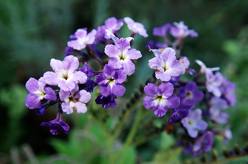 Could the Heliotrope Plant Hold Secrets for Skin Healing? 325+ Species Worldwide