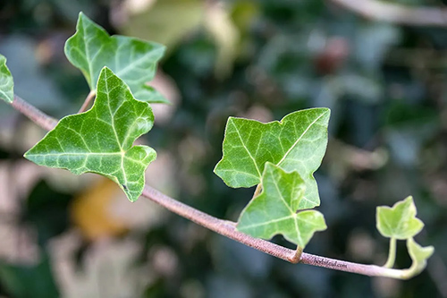 Ivy Plant Packs a Powerful Antioxidant Punch: May Reduce Cough Frequency by 65%, Study Suggests