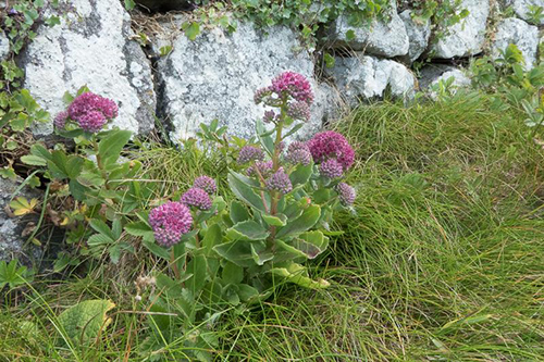 Amazing Livelong Plant Health Benefits