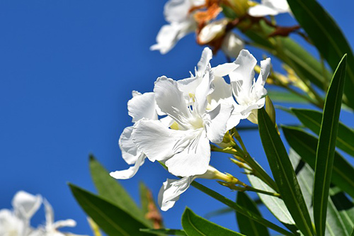 Oleander Plant Health Benefits