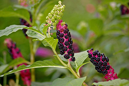 The Pokeweed Plant Health Benefits