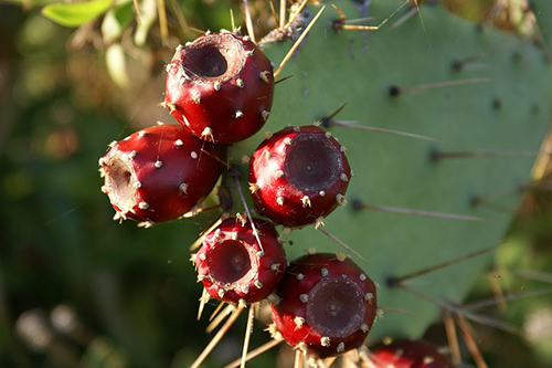 Prickly Pear Power