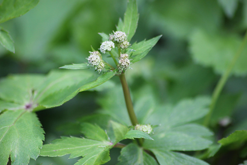 The Amazing Sanicle Plant Health Benefits