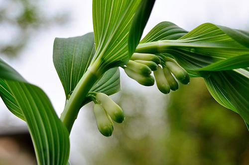 Boost Your Health with Solomon’s Seal