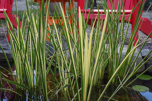 Unlocking the Health Secrets of Sweet Flag Plant