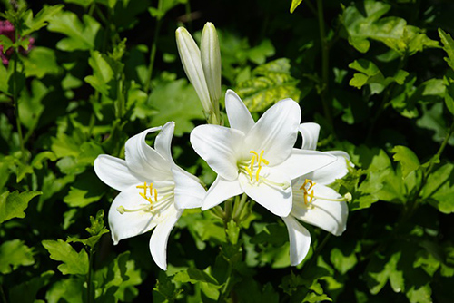 The Ultimate Guide to Madonna Lily Plant Health Benefits