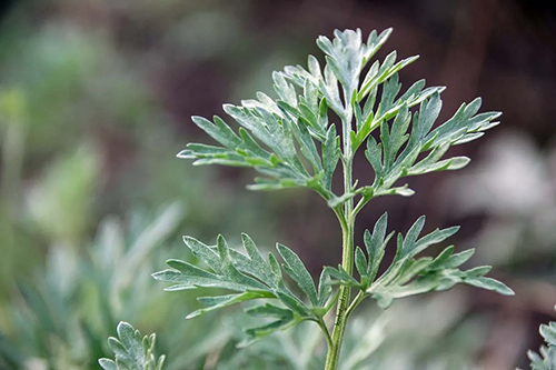 Wormwood Plant: Empower Your Health Journey