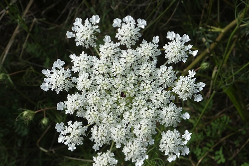 Unlock the Secrets of the Anise Plant