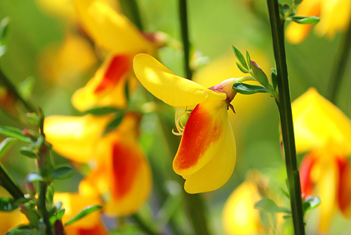 The Scotch Broom Plant: Your Ultimate Guide to Health Benefits