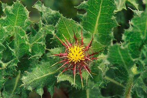 Boost Digestion with Blessed Thistle