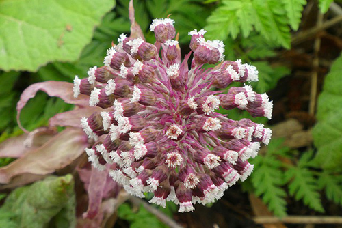 Butterbur Plant for Migraines