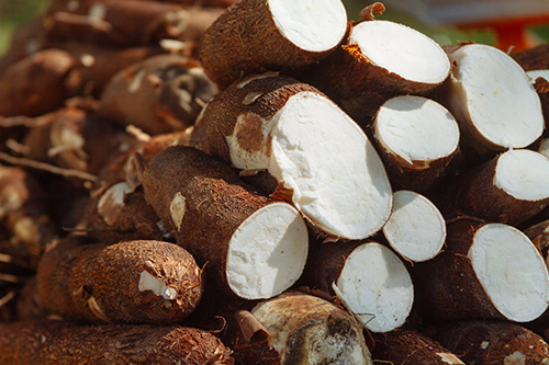 Cassava Plant: Your Gut Health’s New Best Friend?