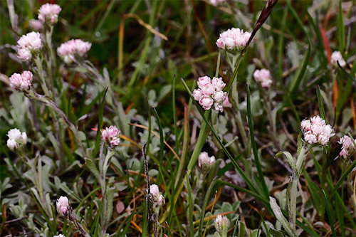 Cats Foot Plant Health Benefits