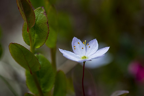 Is The Chickweed Plant a Superfood in Disguise?