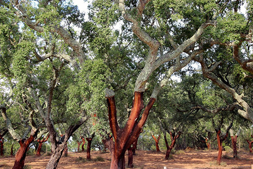 Cinnamon Tree: Nature’s Medicine Cabinet?