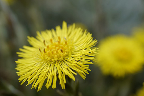 Coltsfoot Plant: Exploring the Therapeutic Potential