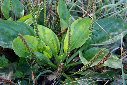 Common Plantain Plant Health Benefits