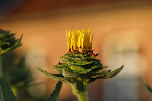Elecampane Plant Health Benefits